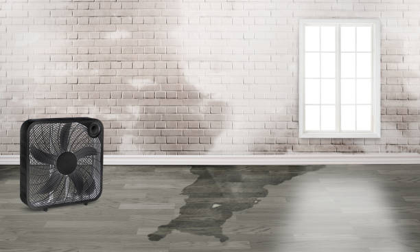 Best Carpet water damage restoration  in Gasport, NY